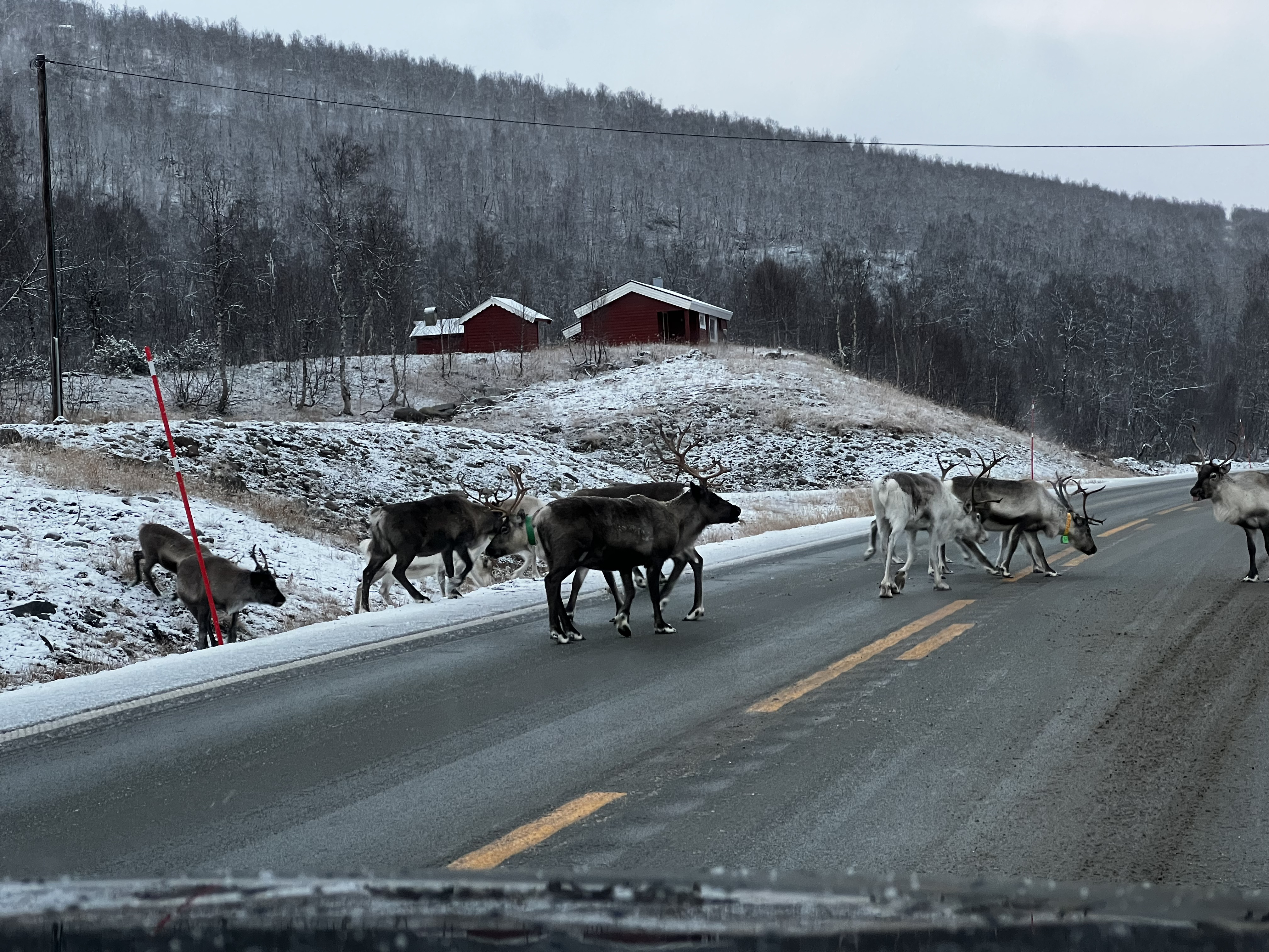 Reindeer at the Arctic Circle Centre